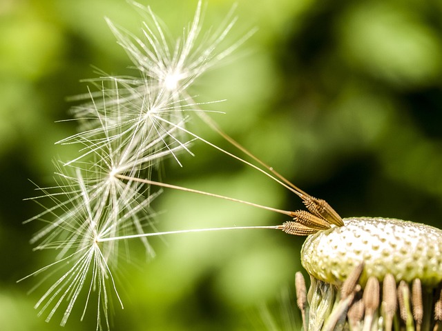 close-up of a few dandelion seeds attached to the almost bare central disc