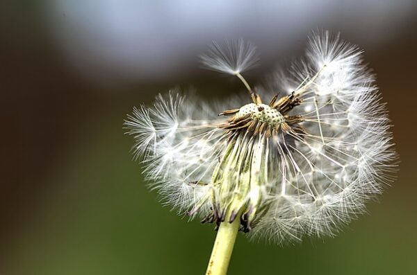 Dandelion head with several seeds attached to the central disc