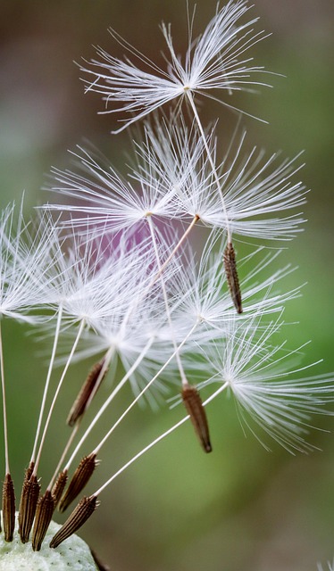 Dandelion seeds taking flight