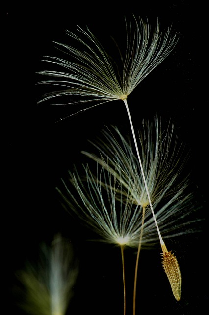 Individual dandelion seed